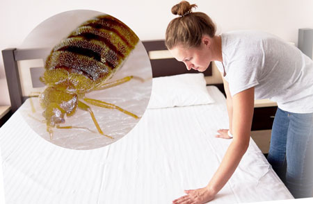 осмотр кровати в поиске насекомых