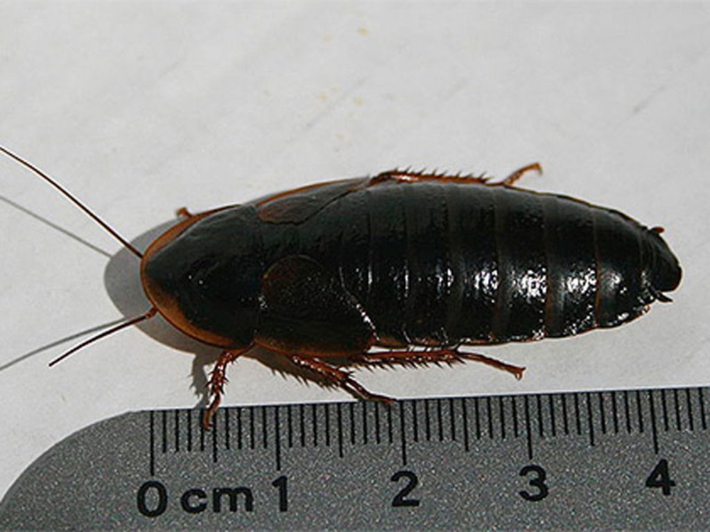 фото чёрного таракана
