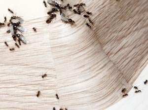 Уничтожение муравьёв в доме