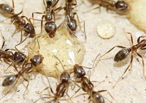 Уничтожение муравьёв в доме