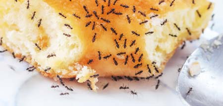 муравьи на хлебе
