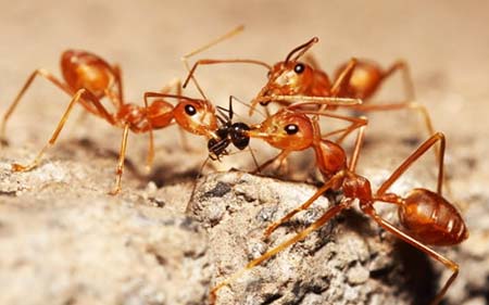 полчище муравьёв