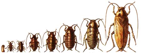 жизненный цикл тараканов